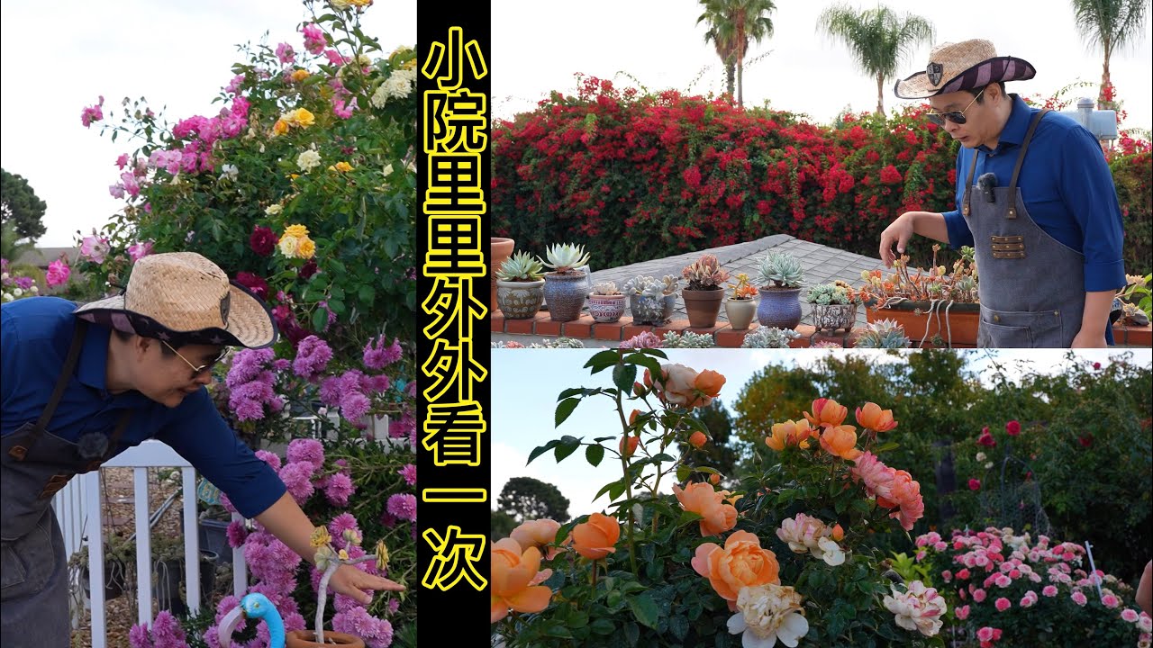 初冬的老何花园什么样了？需要做什么准备工作？园艺篇722