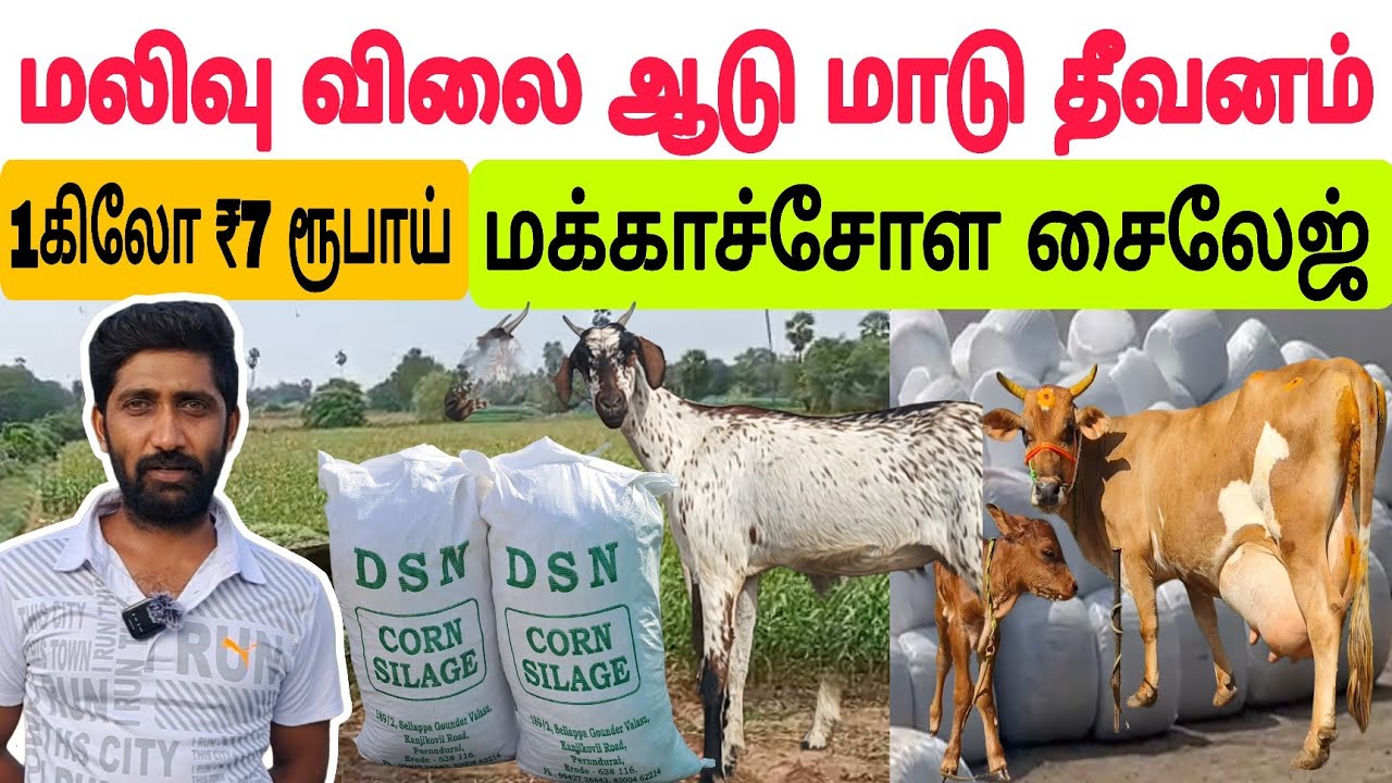 ஒரு கிலோ ₹7 ரூபாய் ஆடு மாடு தீவனம் /தமிழ்நாடு முழுவதும் விற்பனை #cowfeed #cowfeeding #சைலேஜ் #silage