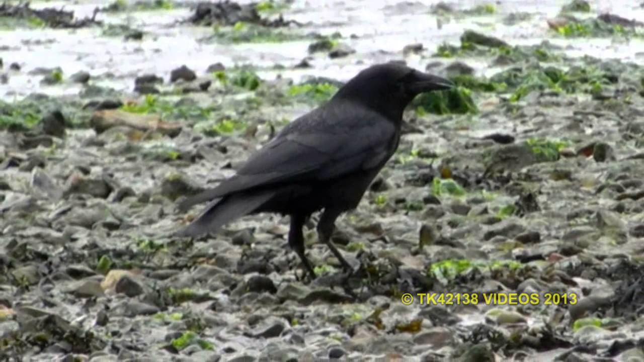 Crows cracking oyster shells at Arne beach, Dorset