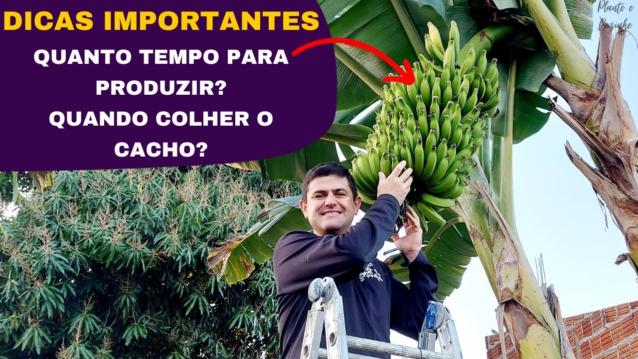DICAS para aprender quanto TEMPO DEMORA para BANANEIRA DAR FRUTOS e quando COLHER o CACHO de banana