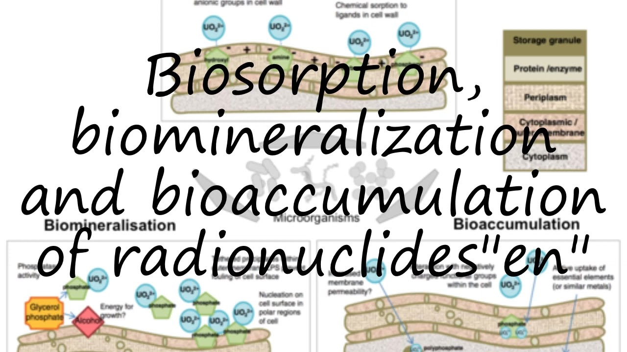 How to pronounce Biosorption, biomineralization and bioaccumulation of radionuclides