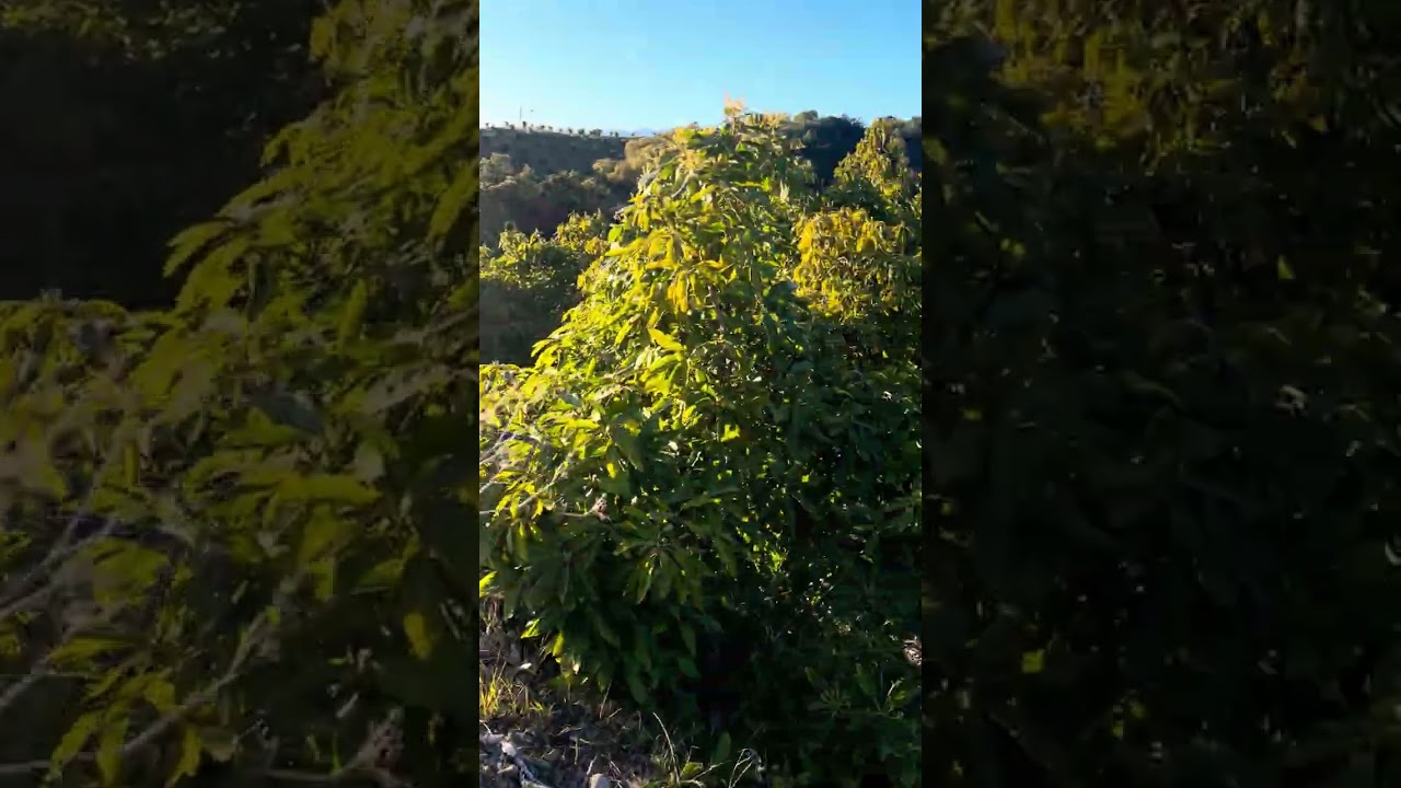 Buscando la huella y muchos aguacates tirados 