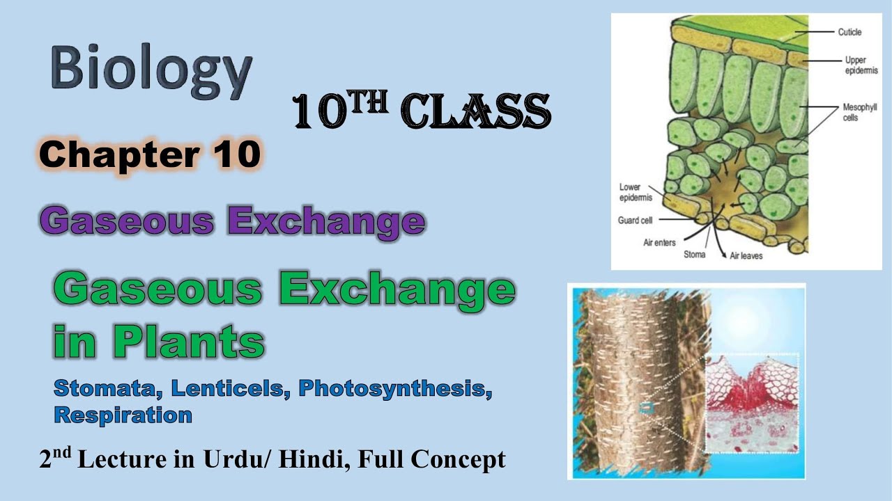 Gaseous Exchange in Plants | Class 10th | Chapter 10 | Matric Biology Part II