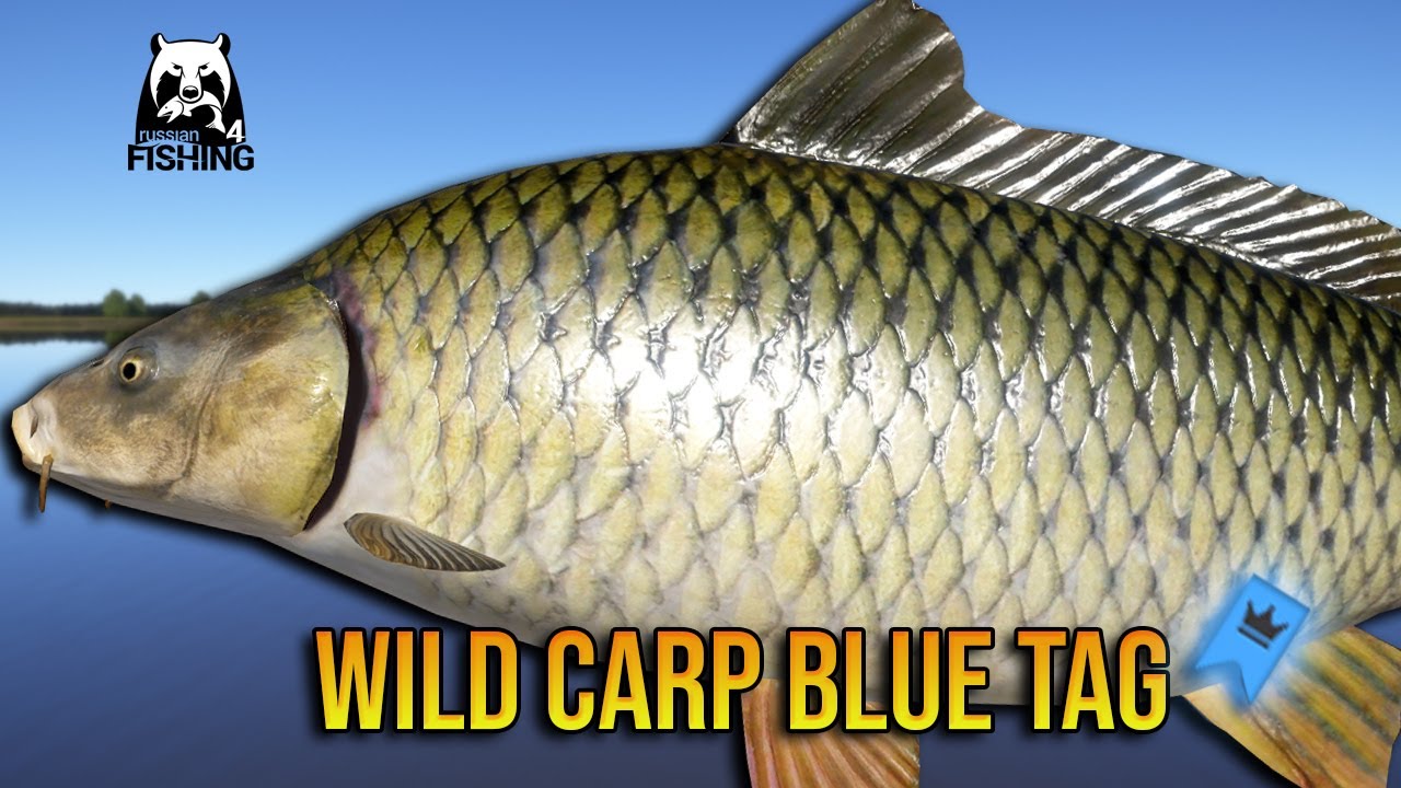 Massive WILD CARP BLUE TAG at Akhtuba River - Russian Fishing 4