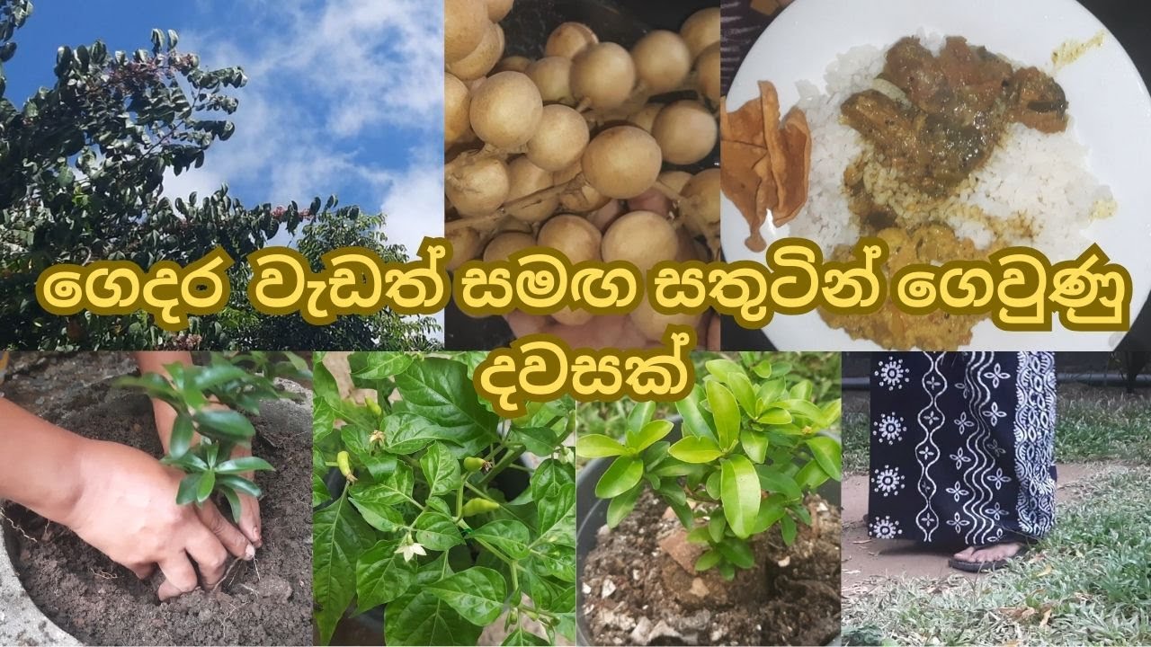 ගෙදර වැඩත් සමඟ සතුටින් ගෙවුණු දවසක්