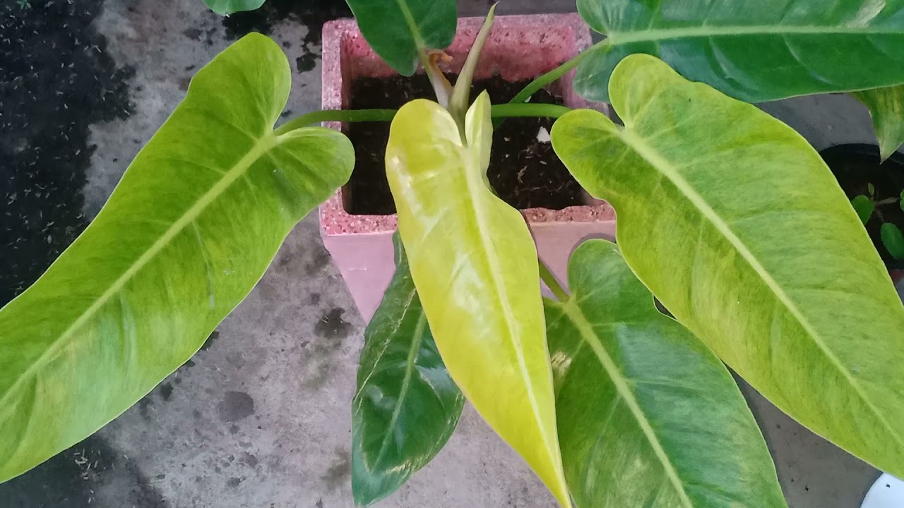 Philodendron Propagation and it's proper care.