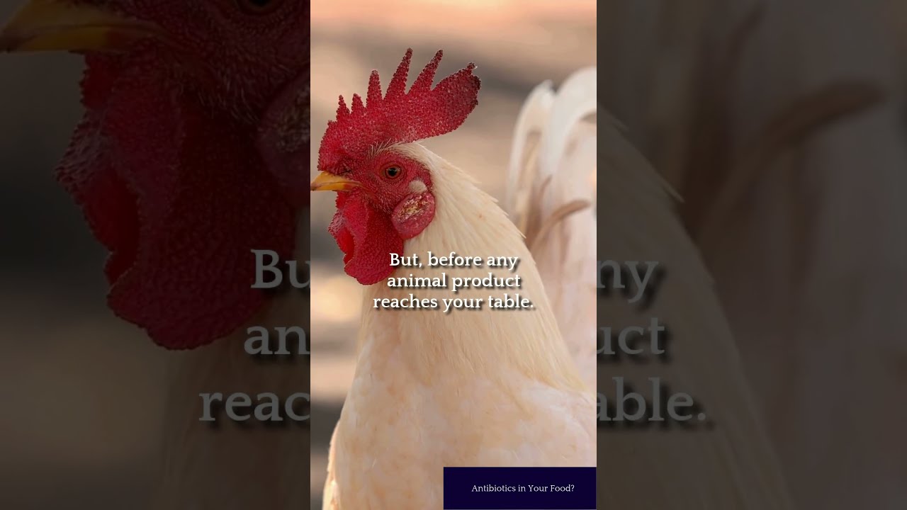 Antibiotics in Your Food Not Likely  