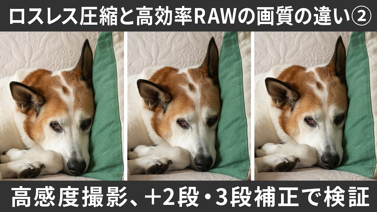 RAWの種類（圧縮率）と写真画質の関係②｜高感度撮影・プラス補正編｜ニコンZ