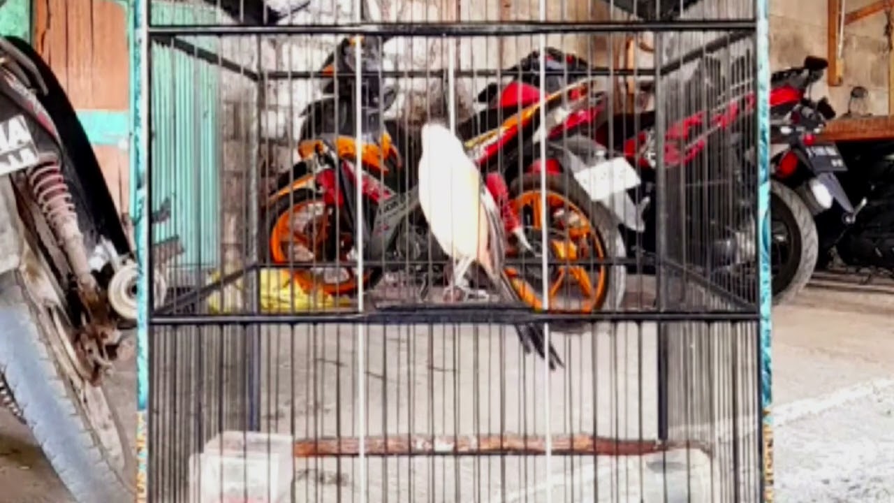 TEMBAKAN GREJA ALAM LIAR MEWAH BOLO #cendetgacor #ternakcendet #bodbodcendet #burung #cendet