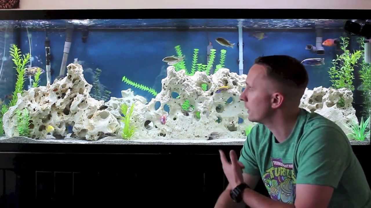 South East Cichlids Review!