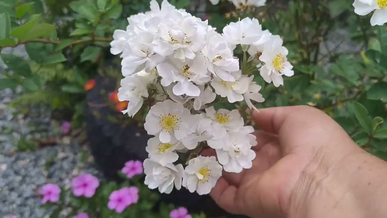 Mostrando um pouco das minhas flores e não podia deixar de mostrar o pé de maçã 