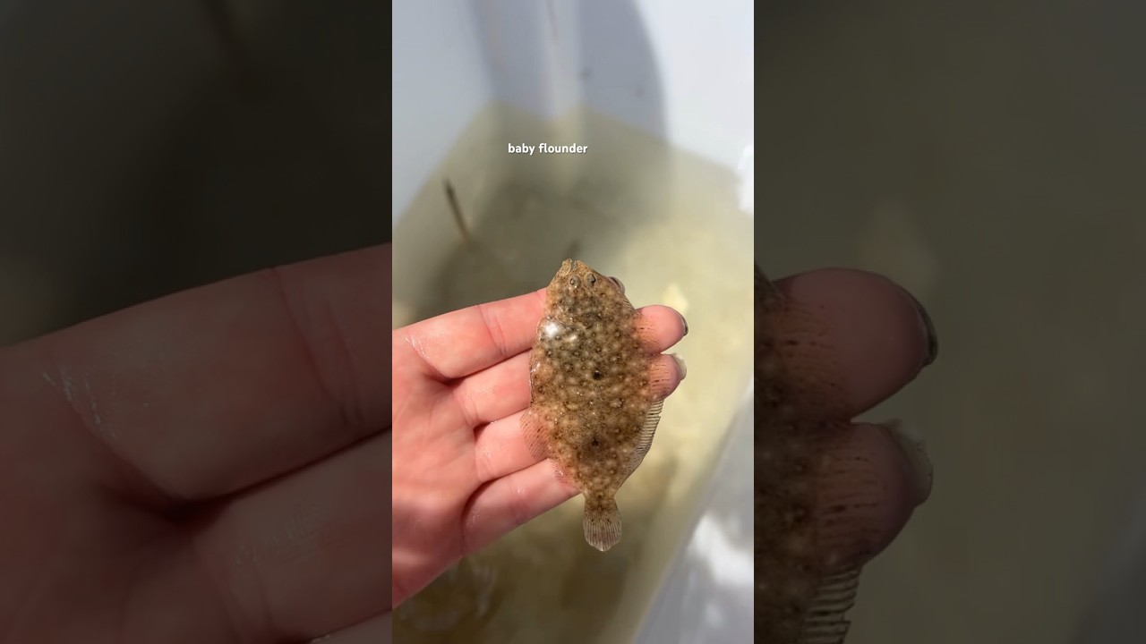 baby flounder :) #marinebiology #australia #flounder #flatfish