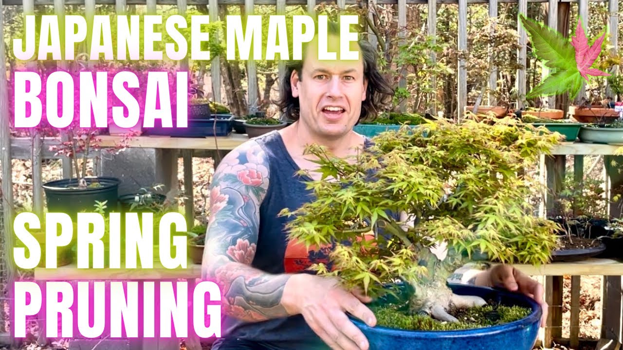 ‘Kiyohime’ Japanese Maple Bonsai Tip Pinching and Selective Pruning
