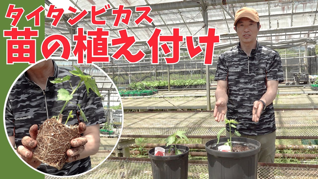 【タイタンビカス】深植えがポイント！苗の植え付け【赤塚植物園農場だより】