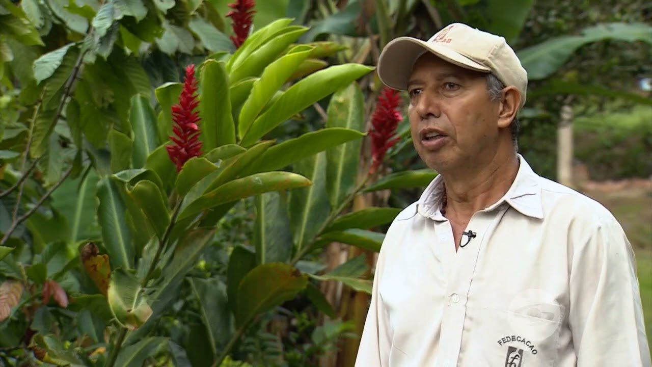 Bases para la rentabilidad del cultivo de cacao- La Finca de Hoy