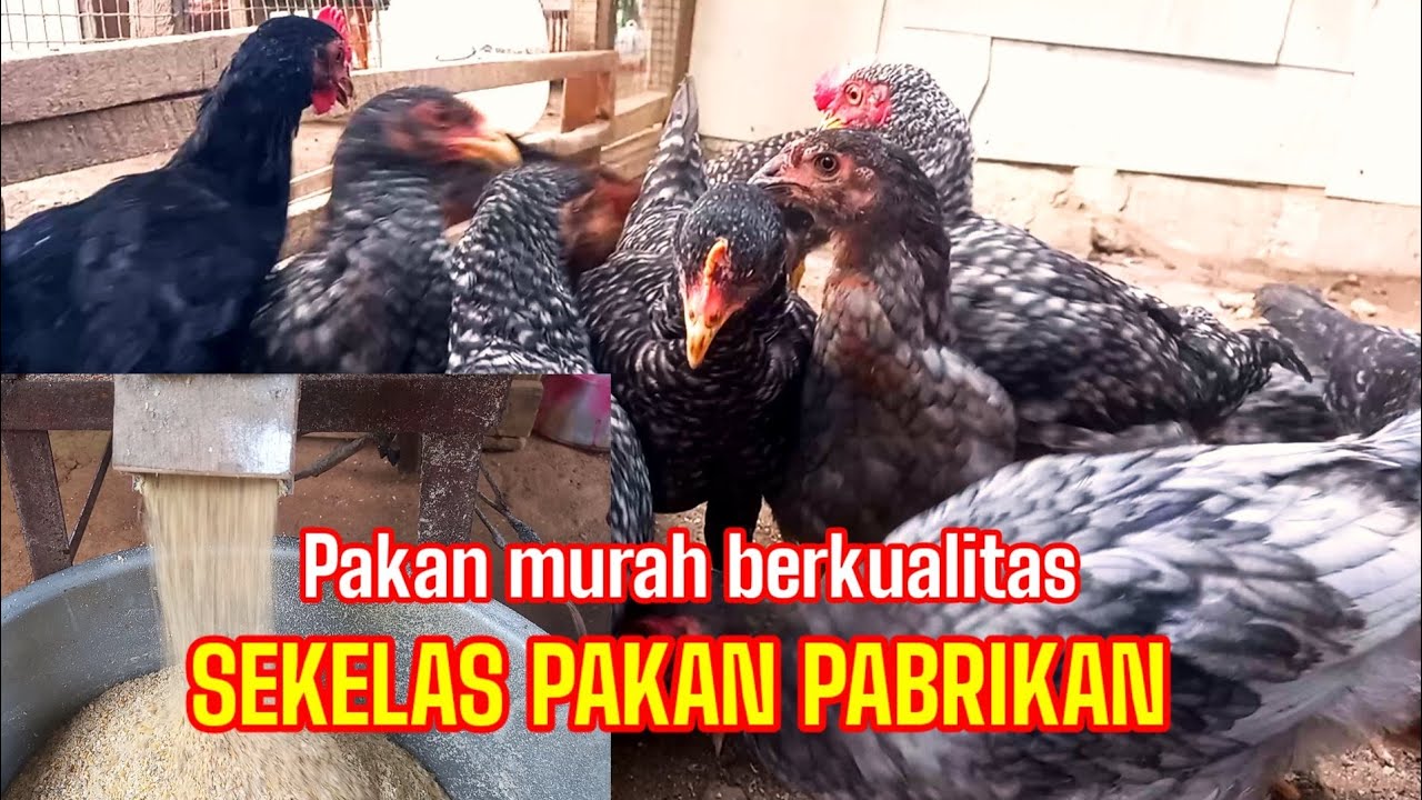 CARA MEMBUAT PAKAN MURAH PROTEIN TINGGI. SEMUA BISA .