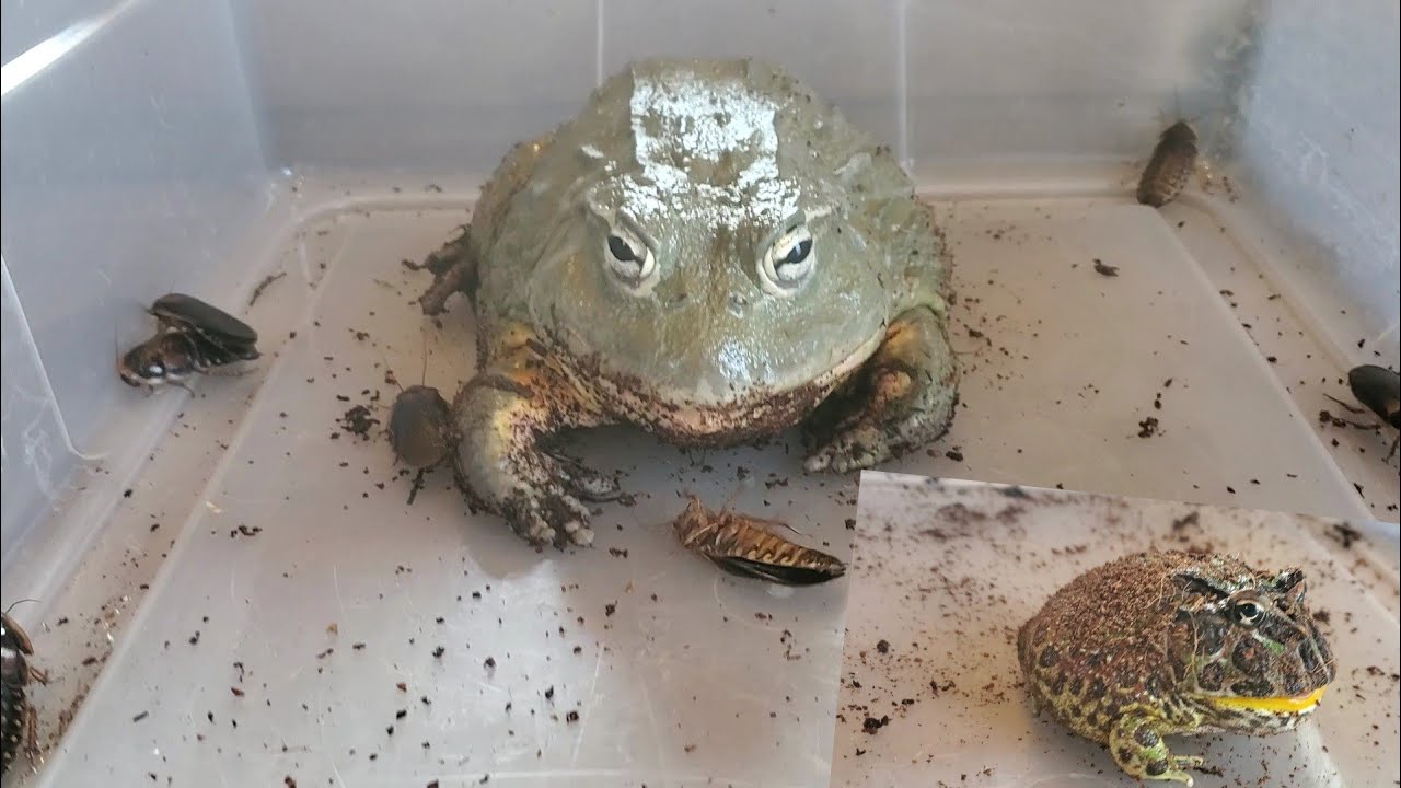 Cockroaches for the fat frogs- African Bullfrog and Pacman frog feedings