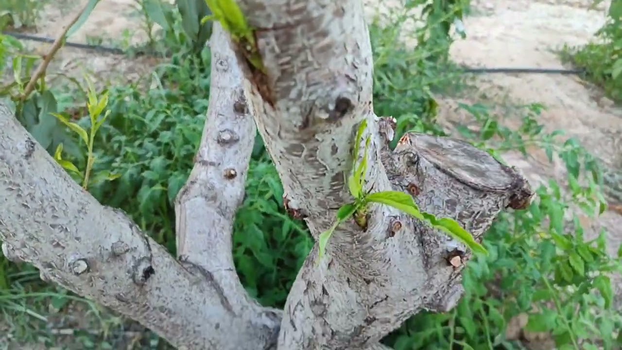 Detalles de la injerta de yema viva en Junio ( verano en hemisferio norte)