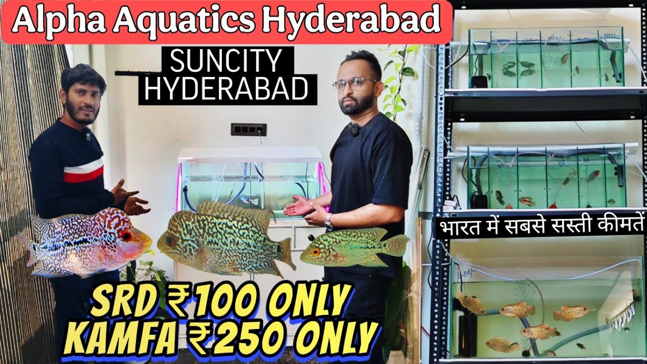 Flowerhorn Fish at Cheapest price, Visiting Alpha Aquatics Hyderabad , सबसे सस्ता फ्लावरहॉर्न मछली