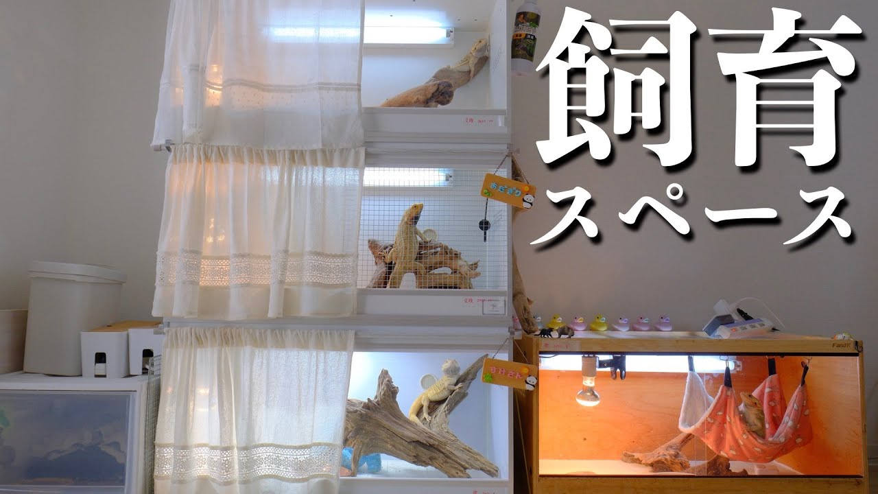 4匹のフトアゴと暮らす、我が家の飼育スペースを紹介します！