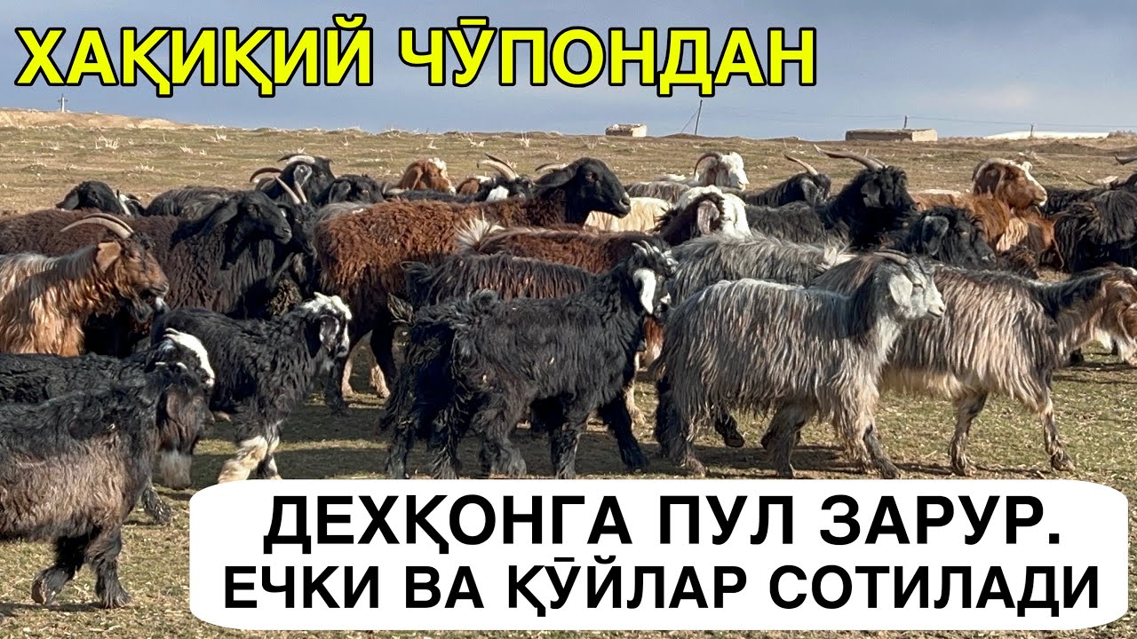 ЧӮПОНДАН СОТИЛАДИ. ☎️+998975562502 ☎️+998886387202
