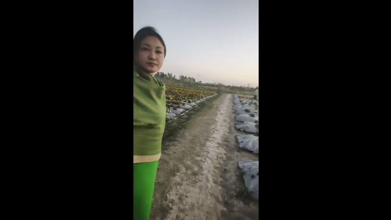 Tulip Farm da🌷 yengba chatlubagi Mami...😯 mafamna Nambol Kabowakching... 