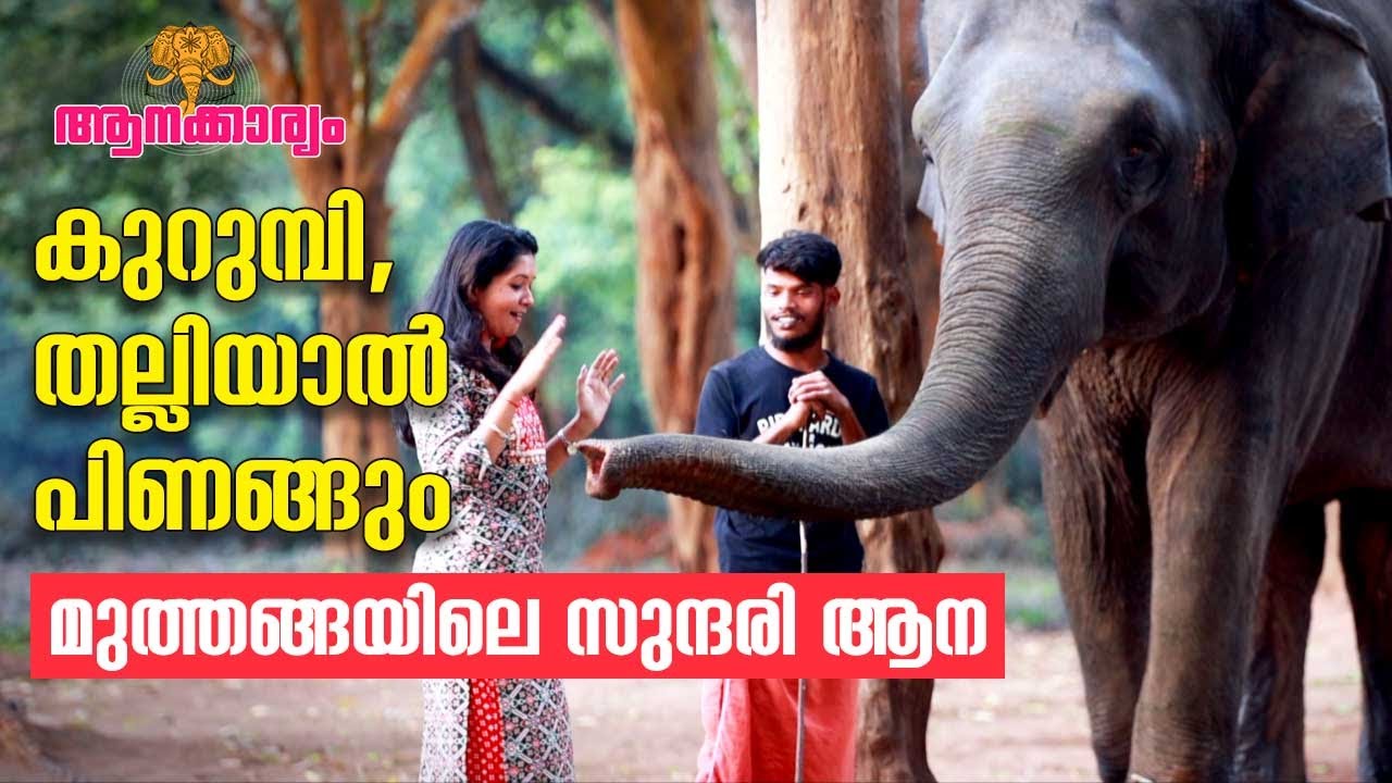 EP 48 |കുറുമ്പി, തല്ലിയാൽ പിണങ്ങും; സുന്ദരി ആനയും മുത്തങ്ങ സഫാരിയും |Muthanga elephants |Aanakkaryam
