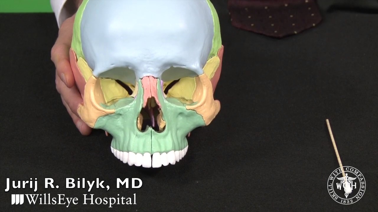 Bony Anatomy of the Orbit and Skull Base