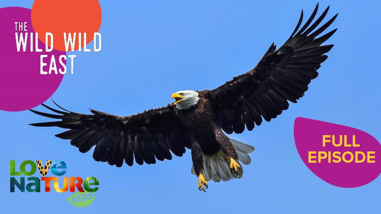 Bald Eagles Snatch Lobster | Wild Wild East 103