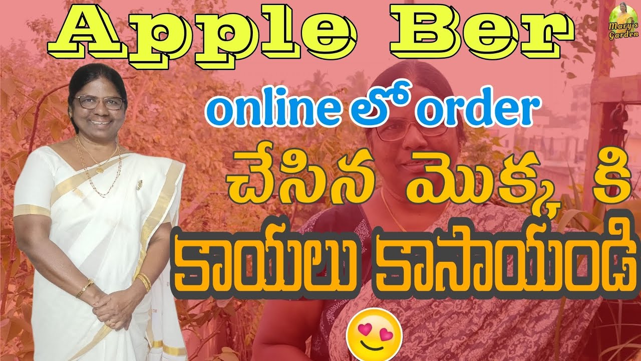 2 సంవత్సరాల తర్వాత మొదలు కాపుకసిన apple ber fruit | Mary Terrace Garden| subscribe|