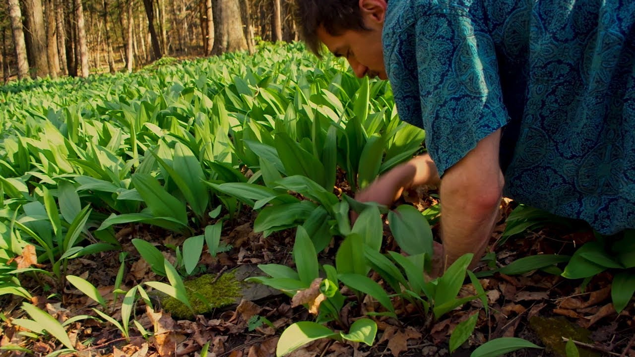 Ramps / Wild Leeks Harvest: Foraging and Cooking Wild Food. How to find and cook ramps.