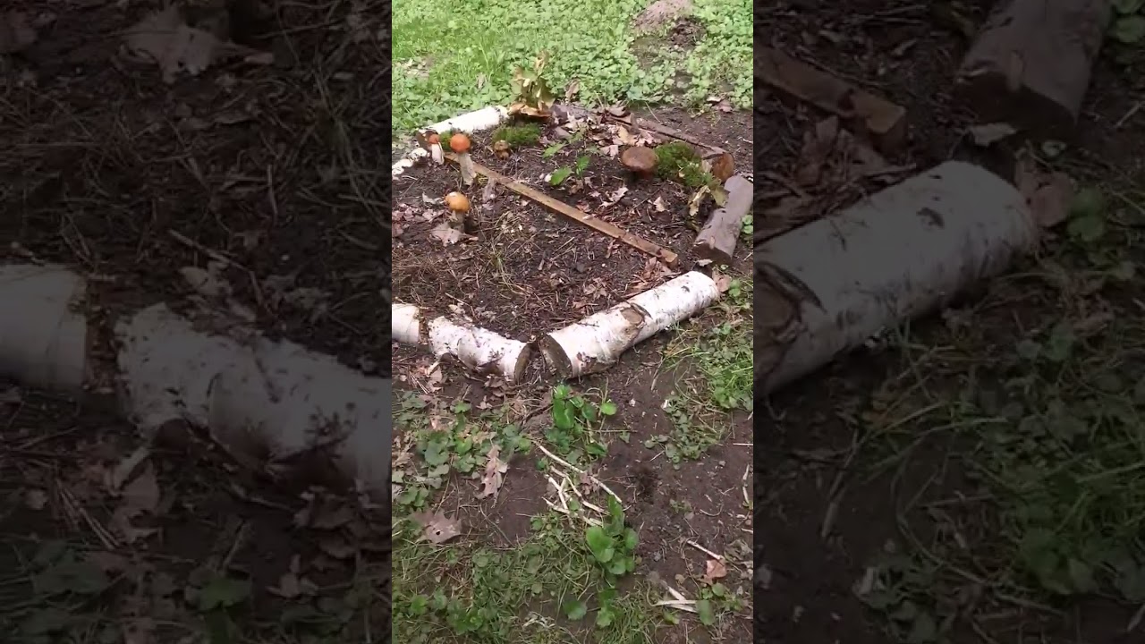 Moja prywatna hodowla grzyb&oacute;w.