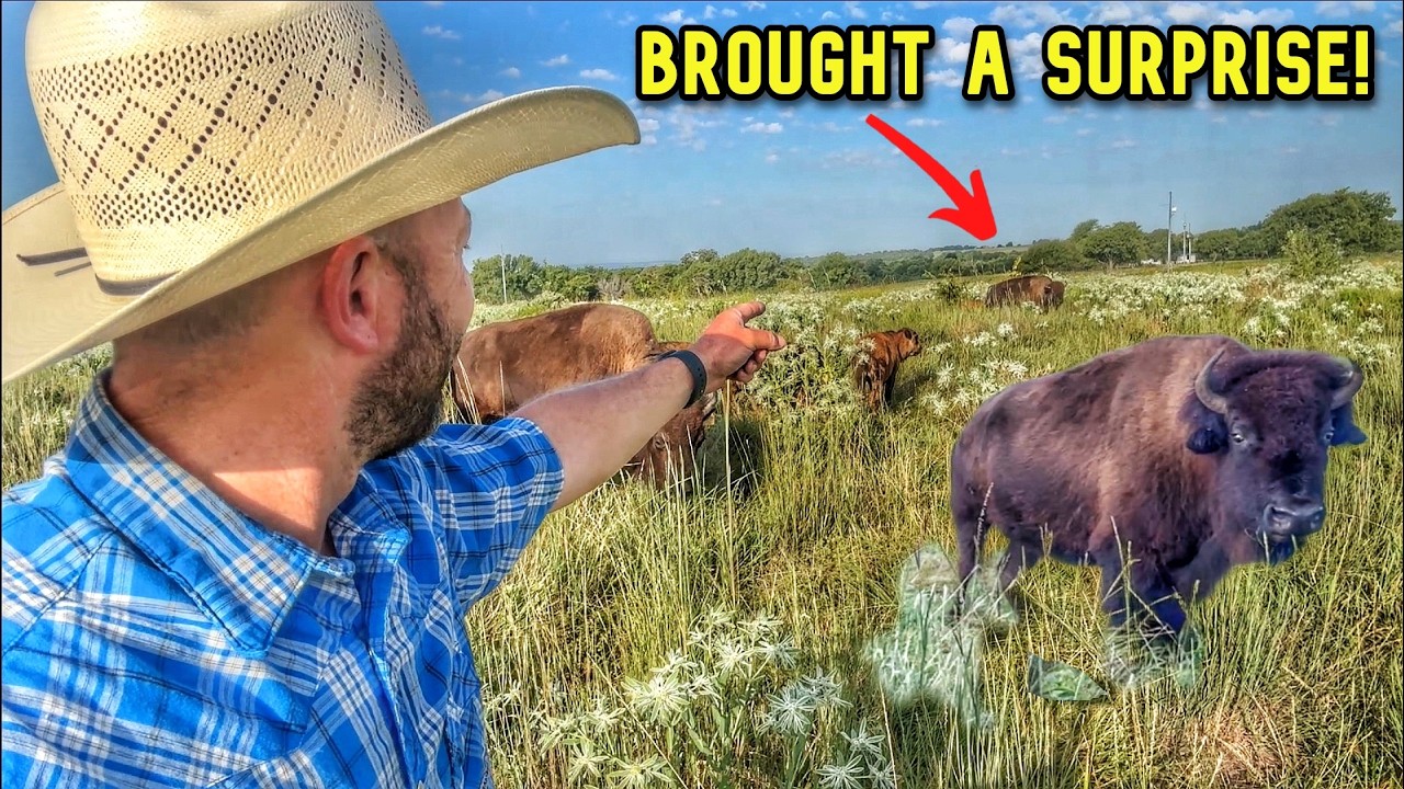 Missing Cow Shows Up With a Surprise!