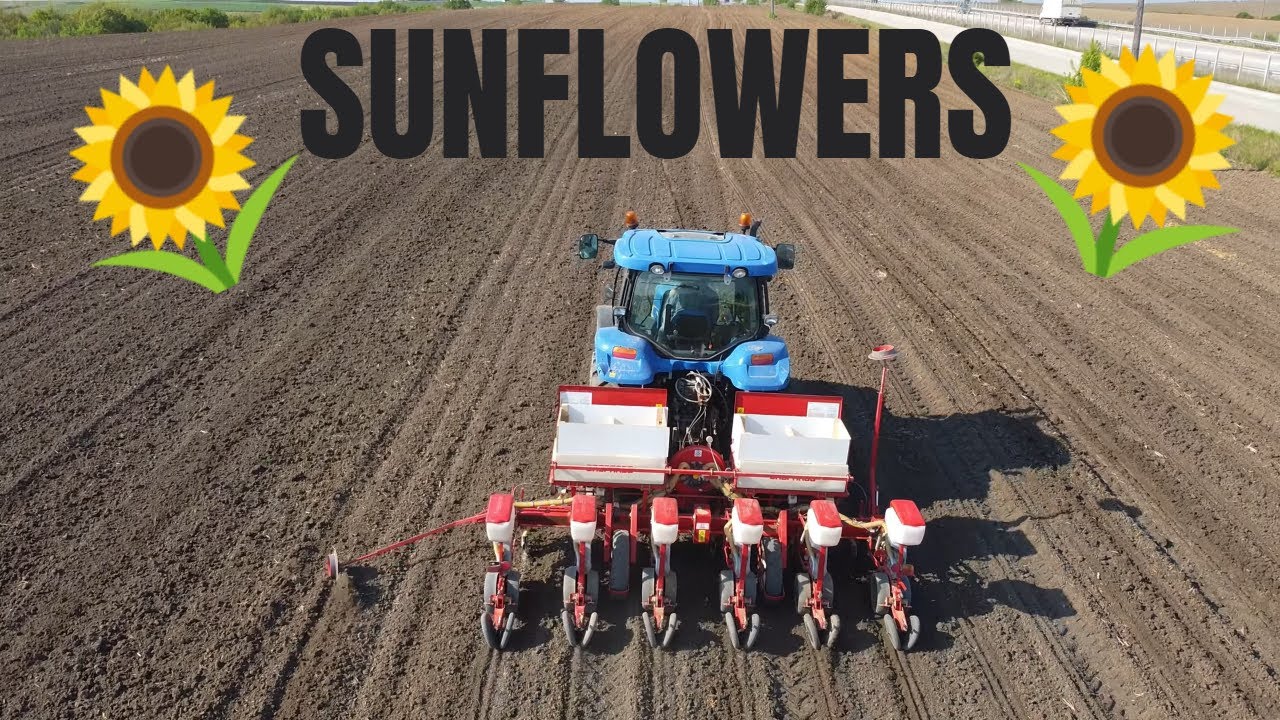 New Holland TS110A - Sunflowers sowing seeds 2020 - DJI Mavic Mini