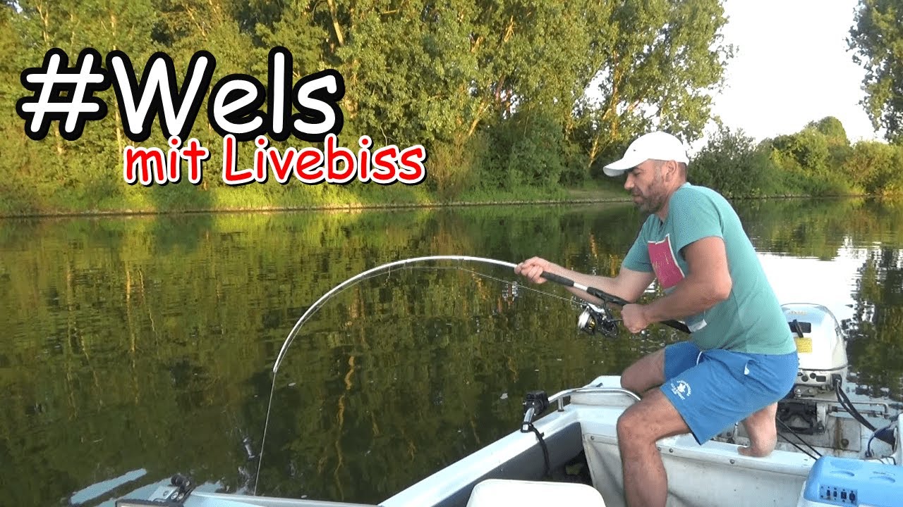 Waller #livebiss beim klopfen mit Wallerholz . Angeln auf Wels #Welsangeln