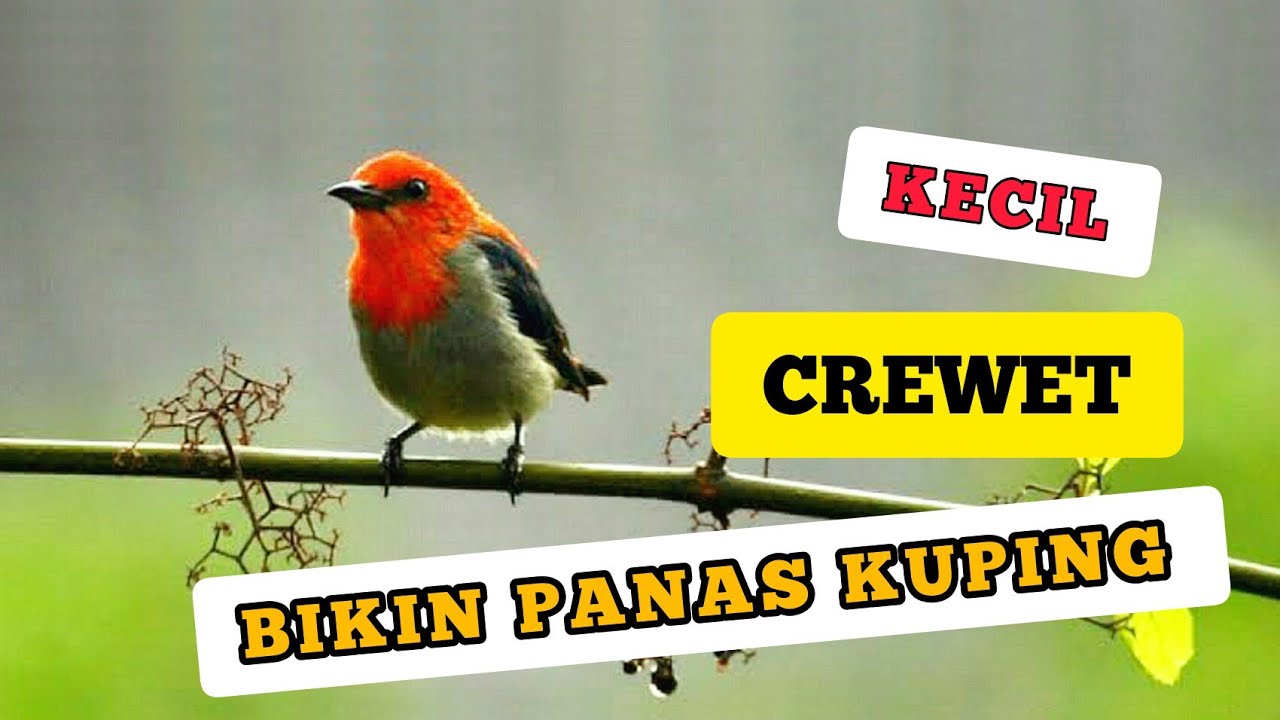 Masteran suara burung KEMADE / CABE-CABEAN jernih