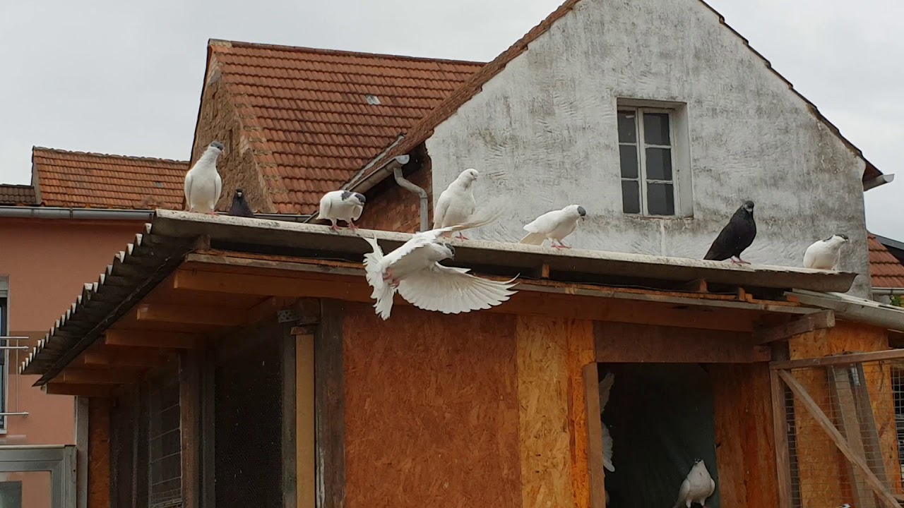 Pllumat e Gjakoves