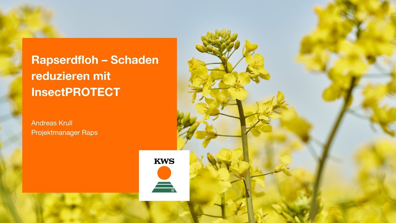 Rapserdfloh – Schaden reduzieren mit InsectPROTECT I Andreas Krull