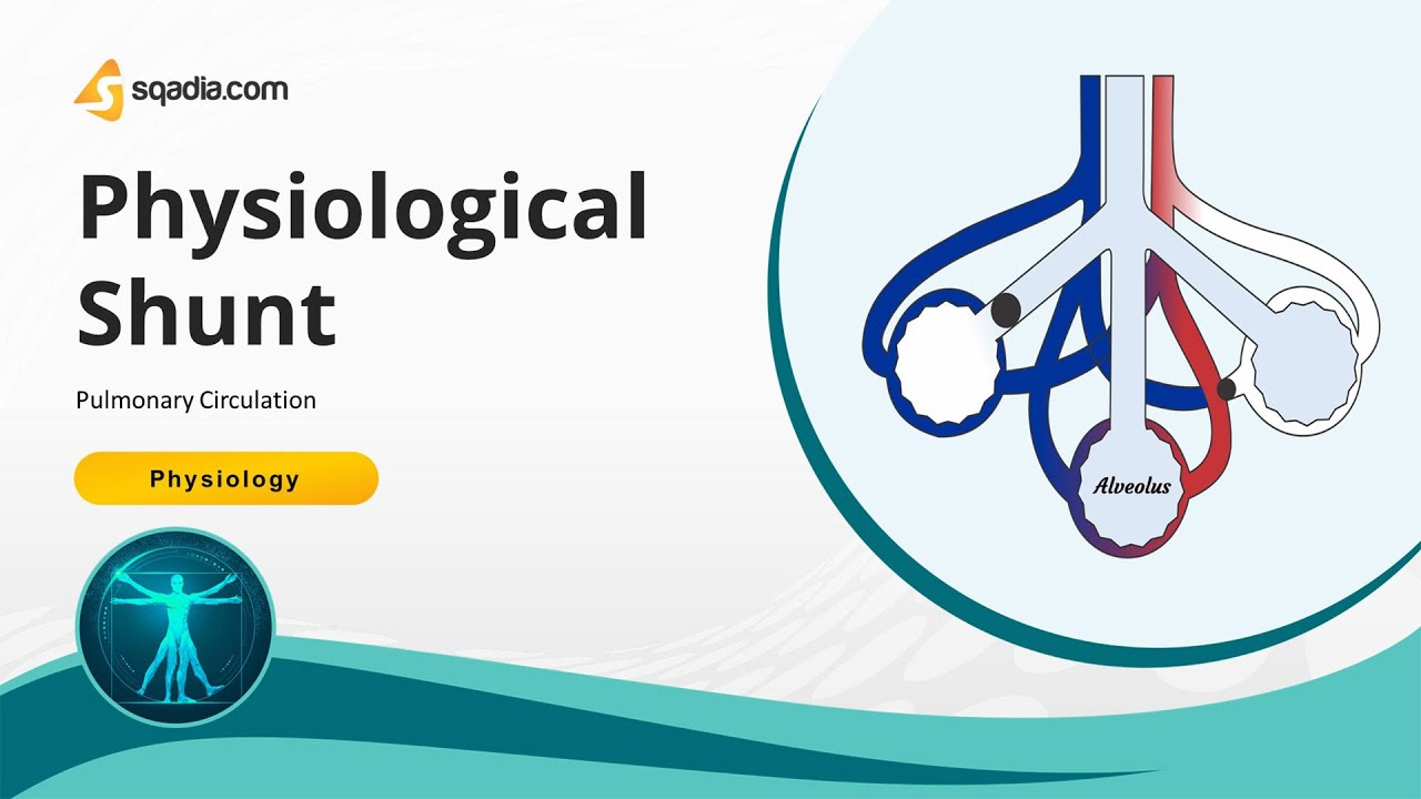 Pulmonary Circulation | Physiological Shunt