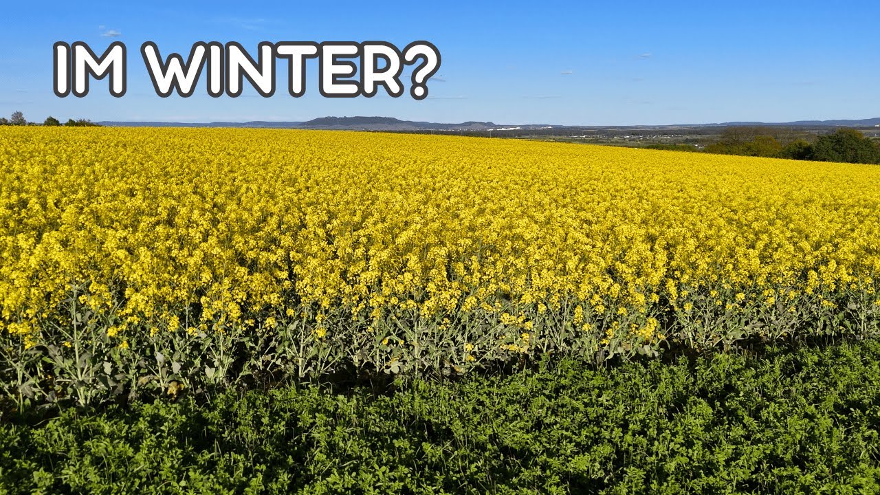Warum mich dieses Rapsfeld im Winter überrascht hat