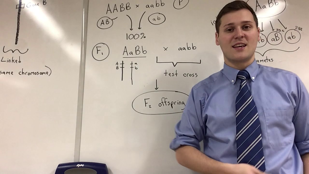 (AP Biology) Linked Genes, Unlinked Genes, Incomplete Linkage, and Gene Mapping