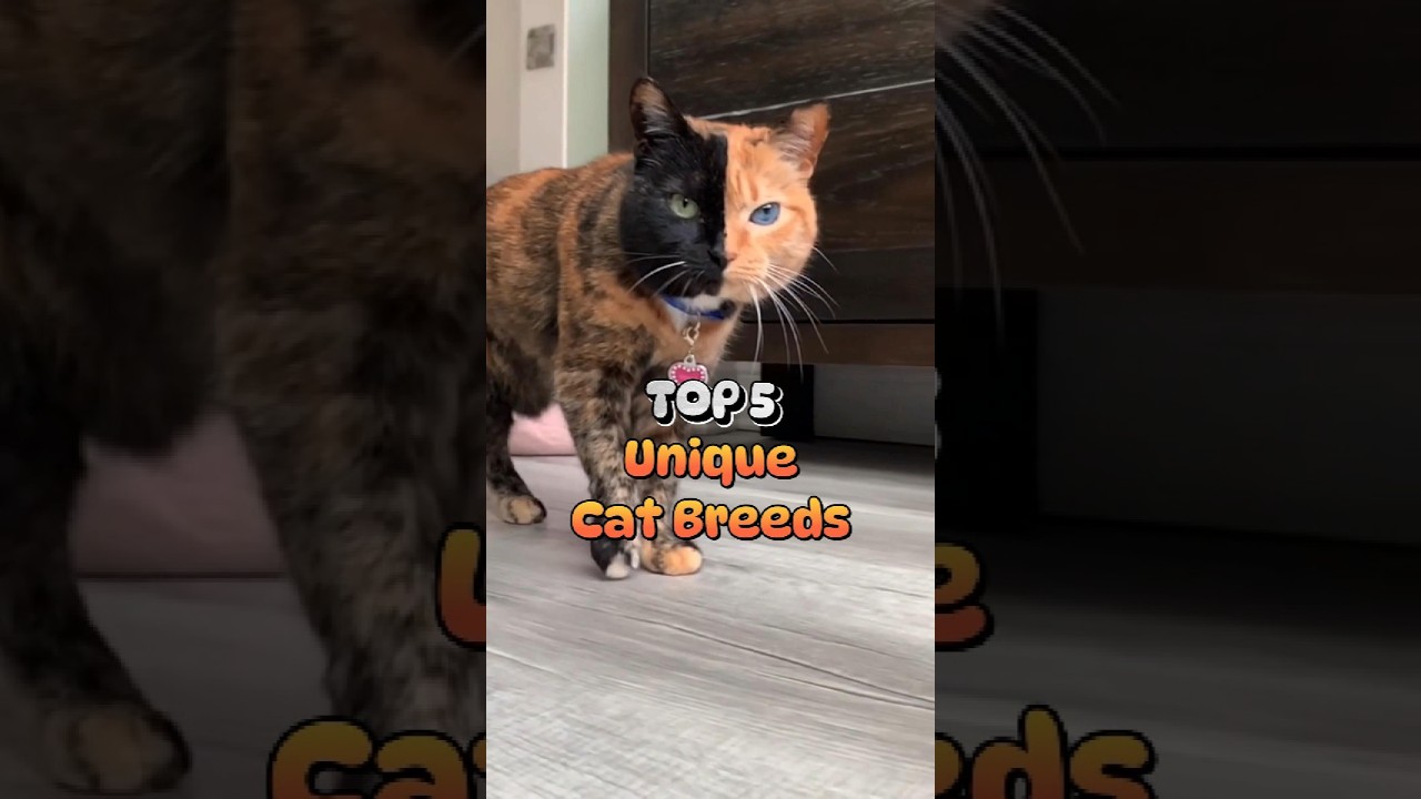 5 уникальных пород кошек, которые вы, вероятно, никогда раньше не видели! #любителикошек #породак...