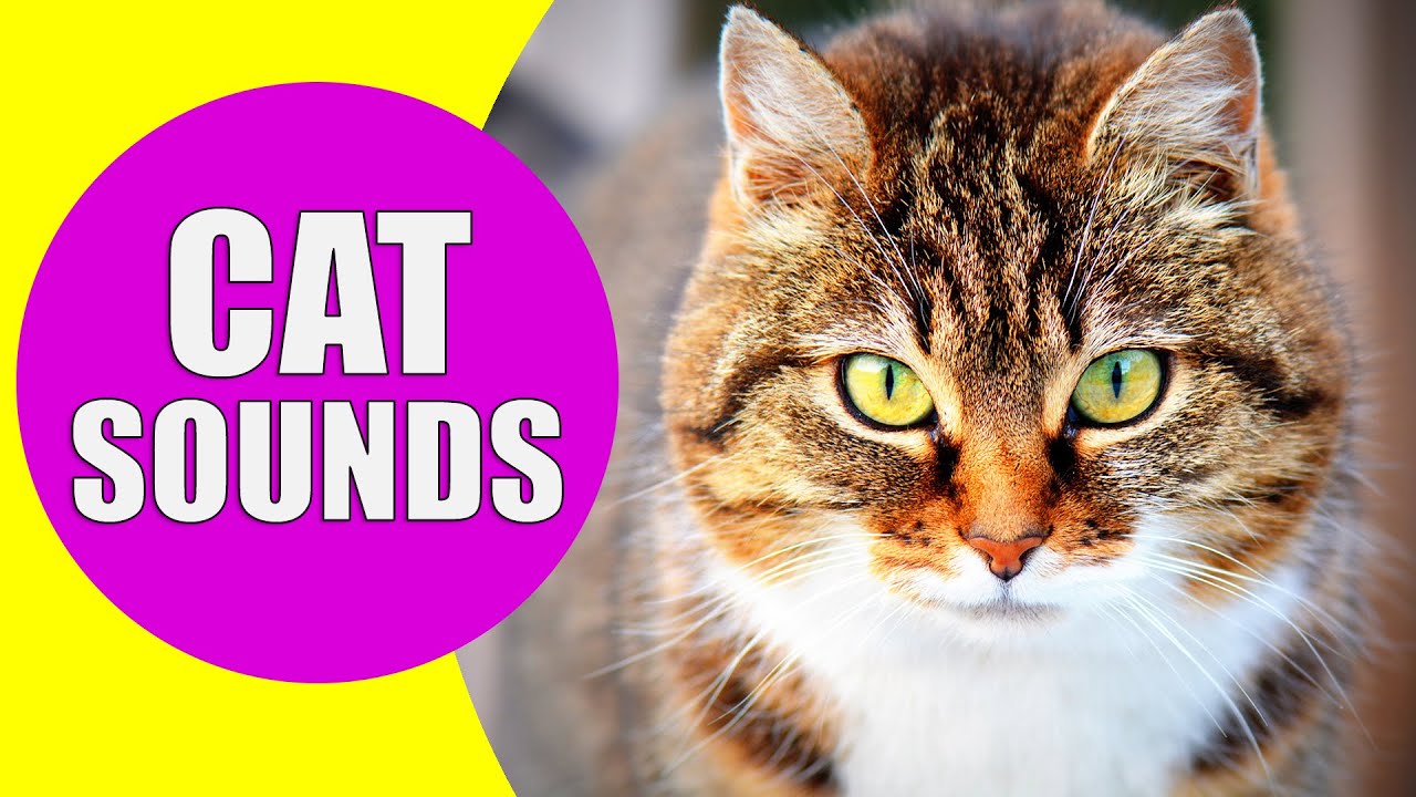 CAT MEOWING SOUNDS | Realistic Cat Sounds and Noises with Videos