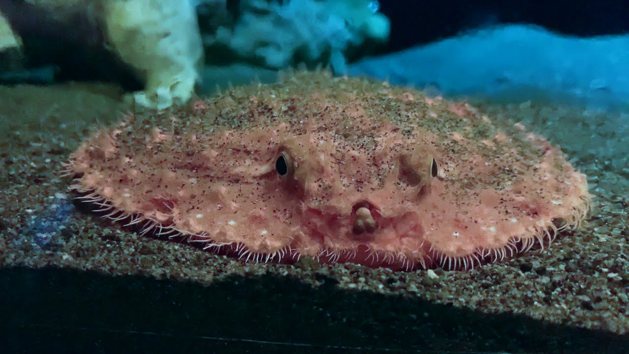 Facts: The Starry Handfish (Minipizza Batfish)