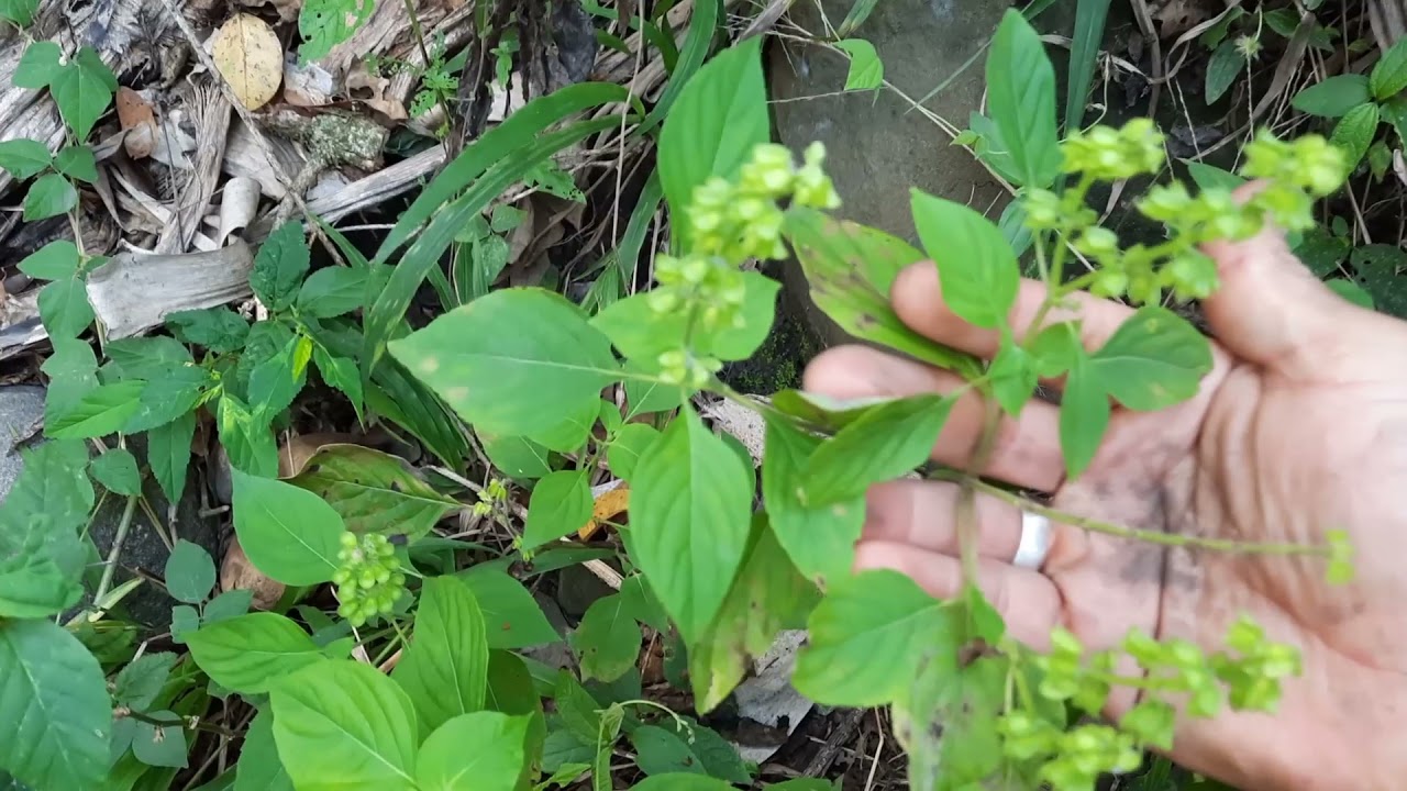 ALBAHACA PARA QUE SIRVE COMO CONSUMIRLA.