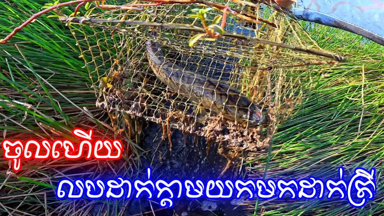 លបដាក់ក្ដាមសមុទ្រ តែខ្ញុំយកមកដាក់ត្រីស្រែរ វីដេអូទី២