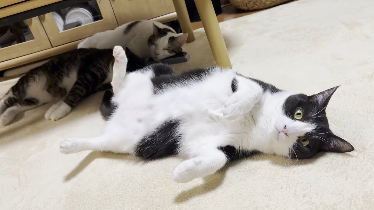 お父さんを完全にバカにしている猫