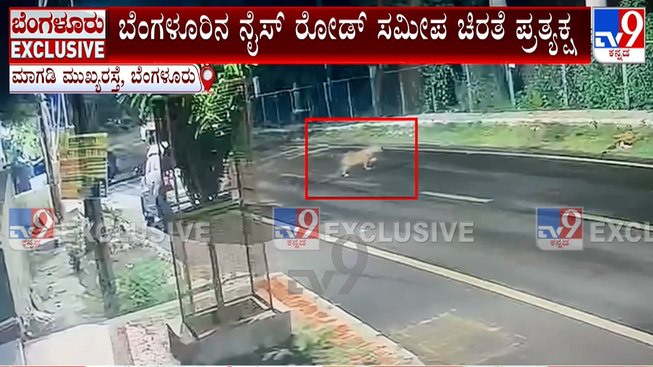 Bengaluru: Leopard Spotted On Magadi Main Road, Byadarahalli & Bharat Nagar; Panic Grips Residents