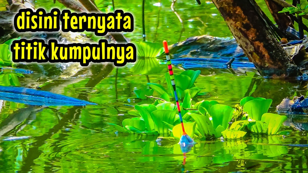 TERNYATA DISINI TEMPAT BERKUMPULNYA IKAN NILA || MANCING IKAN NILA DI WADUK BENDO PONOROGO