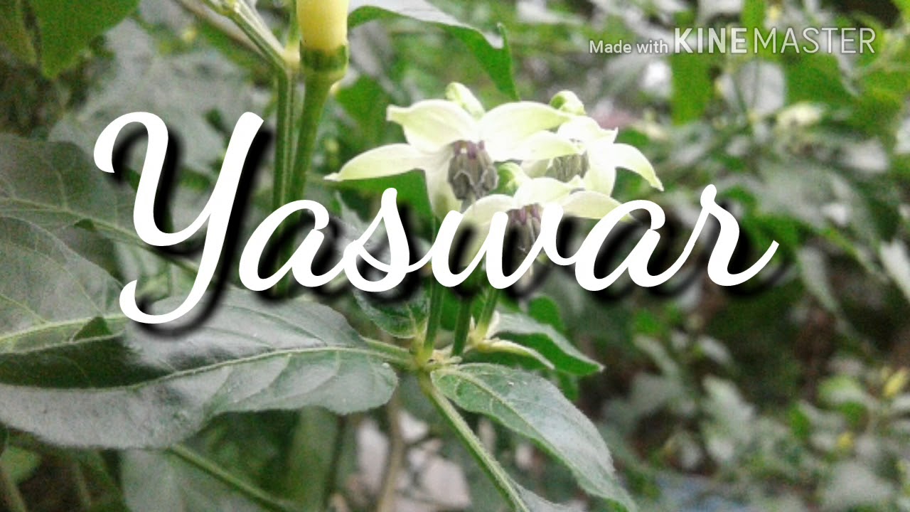 Lada Biak Mandaw risaya